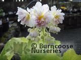 SPARRMANNIA africana 'Flore Pleno' SPARRMANNIA africana 'Flore Pleno'